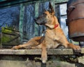 WatchdogÃ¢â¬Â¬, Belgian MalinoisÃ¢â¬Â¬ Royalty Free Stock Photo